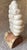 Alabaster Sculpture of the Rattle of a Rattlesnake For Sale - Image 4 of 7