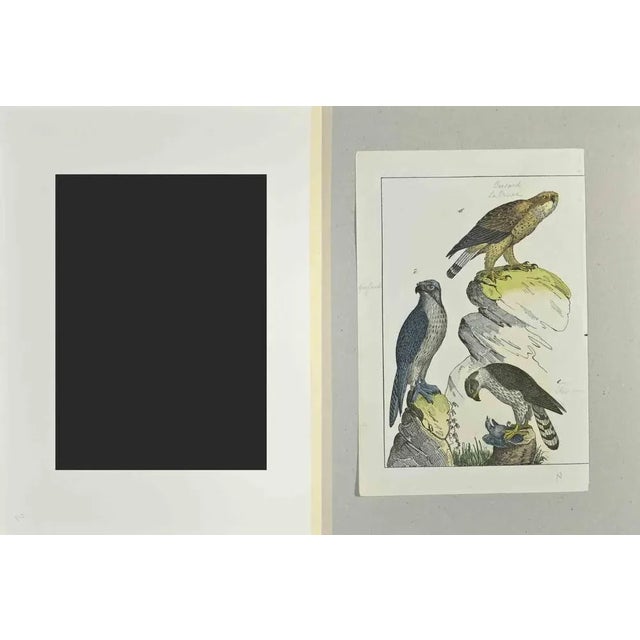 Buzzard is an Etching hand colored realized by Gotthilf Heinrich von Schubert - Johann Friedrich Naumann, Illustration...