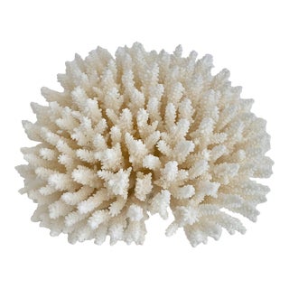 Natural White Table Coral Specimen For Sale