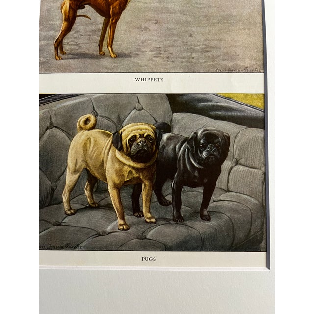 1919 book illustration by noted animal painter Louis Agassiz Fuertes matted and ready to frame. Pugs and Whippet dogs.
