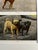 1919 book illustration by noted animal painter Louis Agassiz Fuertes matted and ready to frame. Pugs and Whippet dogs.