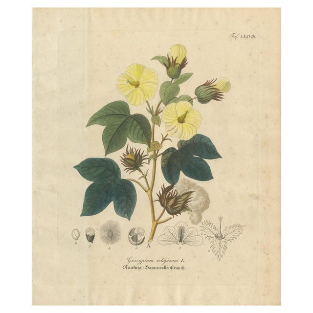 Antique Cotton Botanical Print, 1831 For Sale - Image 10 of 10