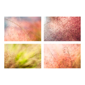 'In the Pink' Set of Botanical Photographs, Series of Four 45 X 30" Fine Art Photography Prints