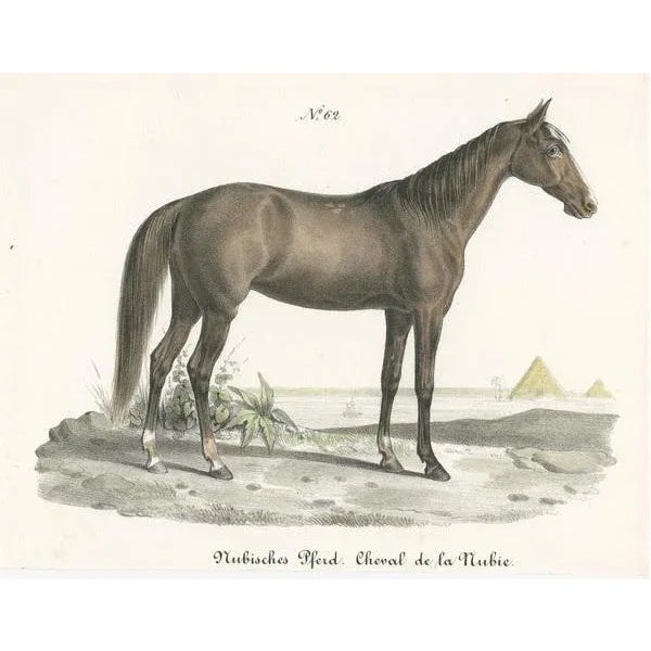 Carl Joseph Brodtmann, Nubian Horse, 1827, Paper For Sale - Image 3 of 6