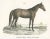 Carl Joseph Brodtmann, Nubian Horse, 1827, Paper For Sale - Image 3 of 6