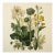 Vintage Botanical Garden Study No. 8 | Botanical Wall Art in Dark Green & Cream For Sale