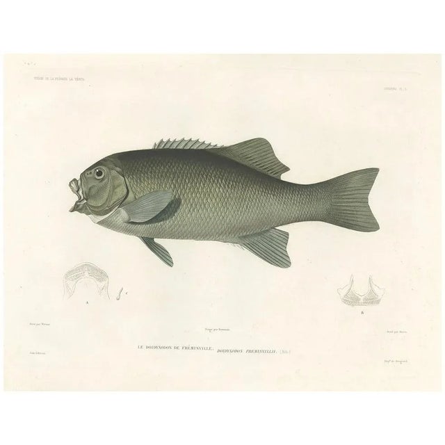 Fréminvilles Reef Fish, 1846, Lithograph For Sale - Image 10 of 10