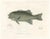 Fréminvilles Reef Fish, 1846, Lithograph For Sale - Image 10 of 10