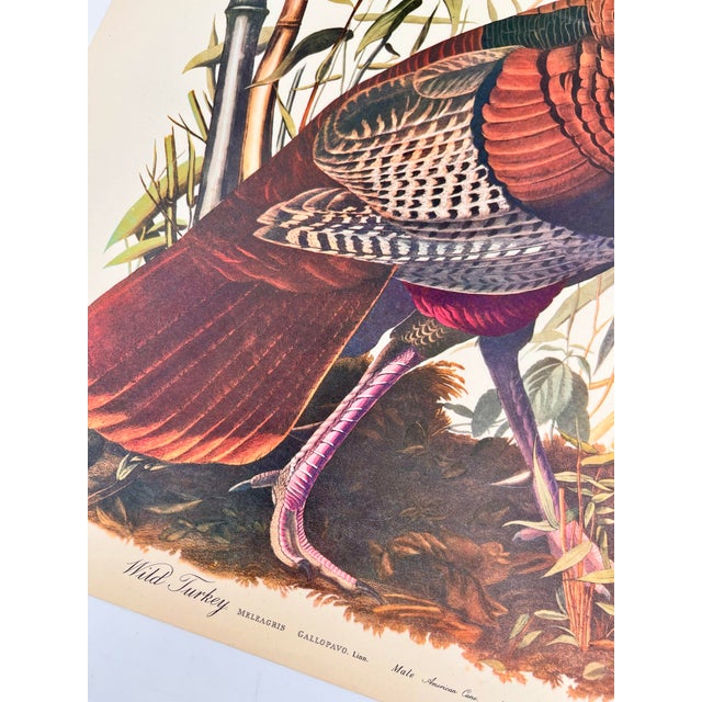 American 1964 Audubon Folio Lithograph Great Bird Paintings – “Wild Turkey” 17x14 For Sale - Image 3 of 6