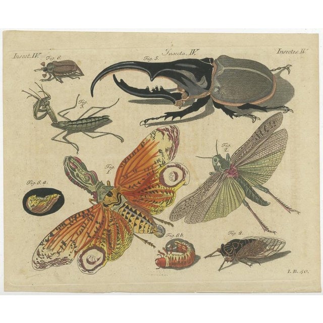 Bertuch, Hercules Beetle and Lantern Fly, 1805, Print For Sale - Image 3 of 12