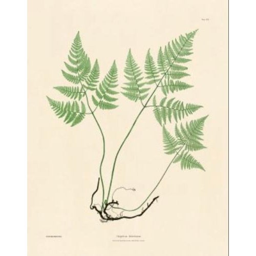 This is a set of 6 Giclée reproductions of Bradbury's Nature Printed Ferns. This series is printed on acid free cotton rag...