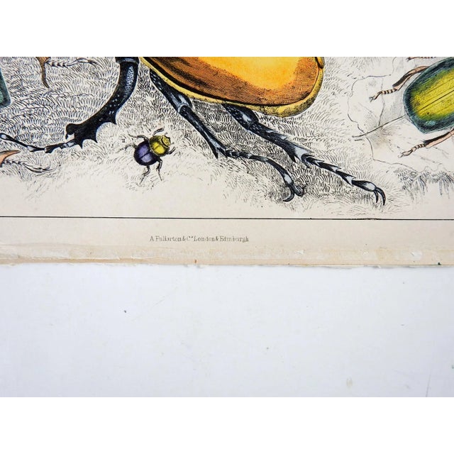 Antique circa 1851 hand colored engraving on paper of beetles by Oliver Goldsmith. Publisher A. Fullarton & Co. London,...