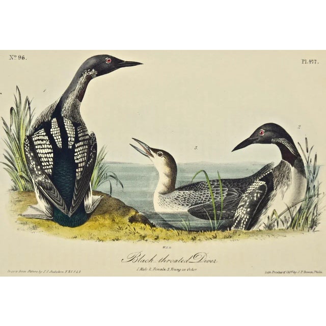 An original rare and extremely collectible first edition John James Audubon hand colored royal octavo lithograph entitled...