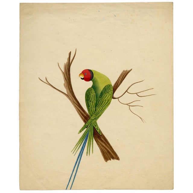 Indian Company School Artist, Indian Bird, 18th Century, Watercolor, Set of 8 For Sale - Image 10 of 18