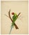 Indian Company School Artist, Indian Bird, 18th Century, Watercolor, Set of 8 For Sale - Image 10 of 18