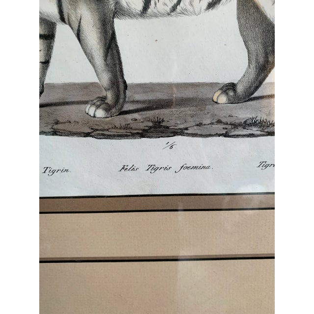 African Framed Wildlife Numbered Tiger Litograph Print - First of 4, Please Also See the Three Other Prints in the Series For Sale - Image 3 of 10