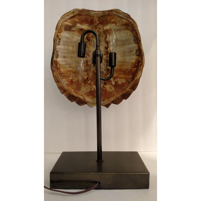 Turtle Shell Table Lamp | Chairish
