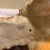 Ceramic Large Vintage 18” Goebel Porcelain Collie Dog Figurine - West Germany For Sale - Image 7 of 8