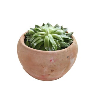Terracotta Pot with Succulent For Sale