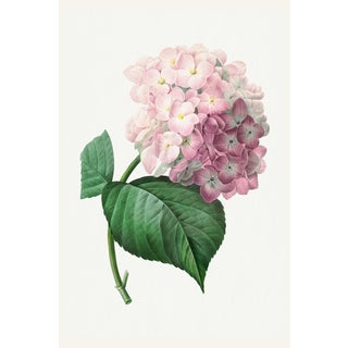 Hydrangea by Pierre-Joseph Redouté, Vintage Botanical Art Print, 16" X 24" For Sale
