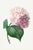Hydrangea by Pierre-Joseph Redouté, Vintage Botanical Art Print, 16" X 24" For Sale