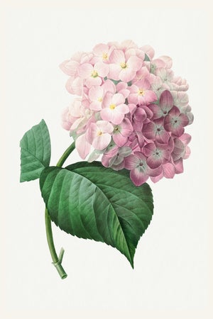 Hydrangea by Pierre-Joseph Redouté, Vintage Botanical Art Print, 16" X 24"