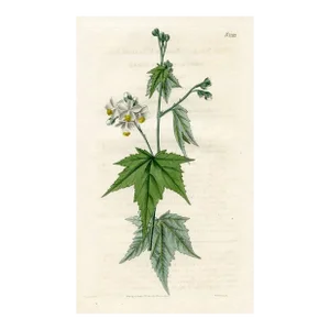 1820, Virginian Wire Weed Botanical Print, Curtis's Botanical Magazine, Original Antique Botanical Print, Engraving, England