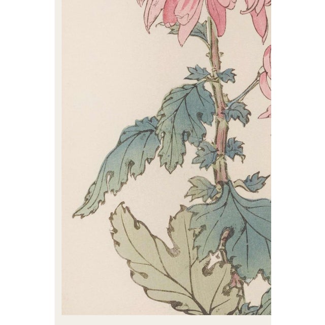 Two Pink Chrysanthemums by Hasegawa, Vintage Japanese Botanical Art Print, 12" X 18" For Sale - Image 4 of 9
