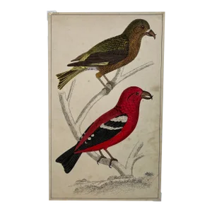 Antique Hand Tinted Bird Print Featuring an American Crossbill and a White Winged Crossbill - Circa 1850