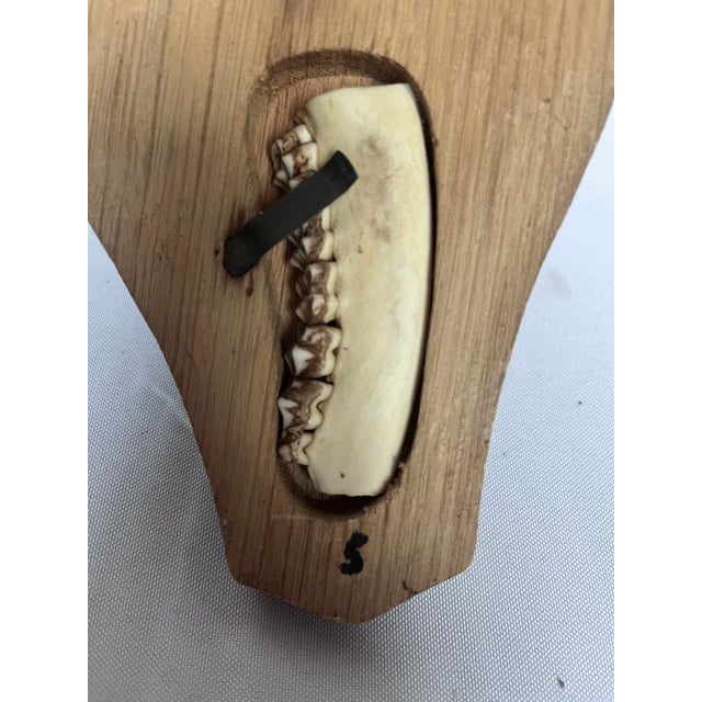 Vintage 1973 German Roe Deer Antler Mount With Matching Jawbone For Sale - Image 11 of 14