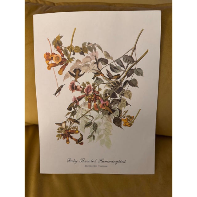 A beautifully detailed vintage ornithological print depicting the Ruby-Throated Hummingbird (Archilochus colubris),...
