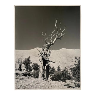 Vintage Americana Black and White Photograph of California Tree Landscape For Sale