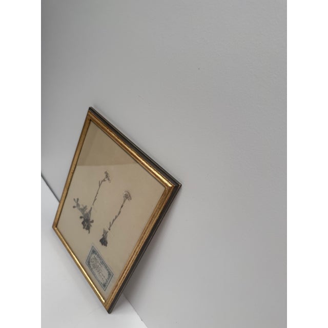 Set of Three Vintage Pressed Botanicals For Sale - Image 14 of 18