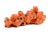 Contemporary Wildwood Glazed Porcelain Barnacles - Orange For Sale - Image 3 of 3