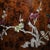 Vintage Chinese Huali Rosewood Brush Pot | Mother-of-Pearl Inlaid Bird & Flower Motif For Sale - Image 4 of 10