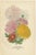 Chrysanthemum Carinatum, Paris Daisy and Chrysanthemums, 1897, Paper, Set of 3 For Sale - Image 4 of 10