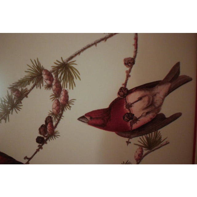 Pair of Original Mid-Century Avian Art Lithographic Prints Styled After Audubon, Framed For Sale - Image 9 of 17
