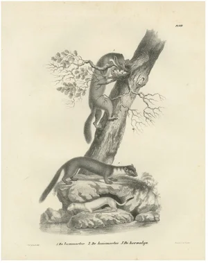 C.C. G. Zool., Pine Marten, Beech Marten, and Ermine in Nature, 1836, Lithograph