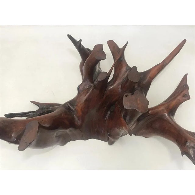 Brown Mid Century Spanish Walnut Root Glass Top Coffee Table For Sale - Image 8 of 15