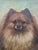 Realism Small Antique 19th Century Oil Painting Portrait of a Pomeranian Dog For Sale - Image 3 of 14