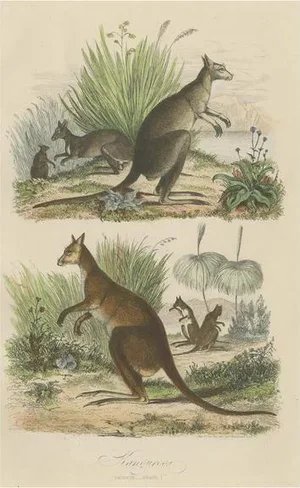 Havard, Two Kangaroos in Australia, 1854, Handcolored Print