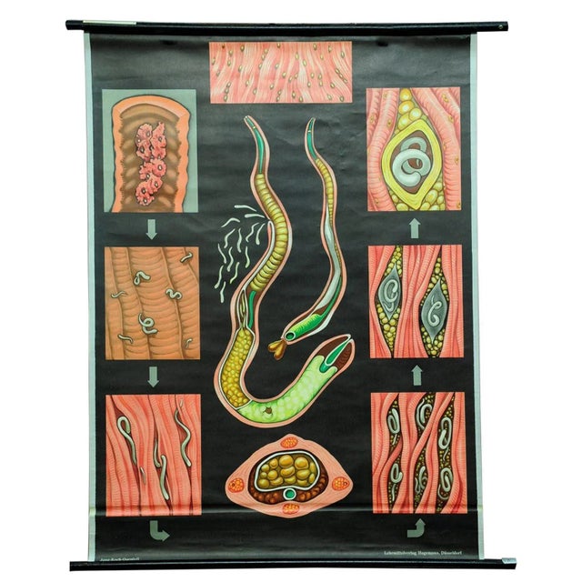 Trichina Rollable Poster Print Wall Chart by Jung Koch Quentell For Sale - Image 6 of 6