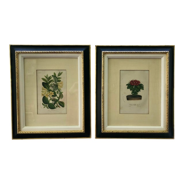 framed original botanical prints