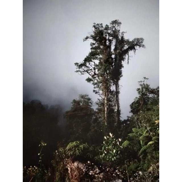 Contemporary AH, Nature Image, 1983, Photographic Print For Sale - Image 3 of 3