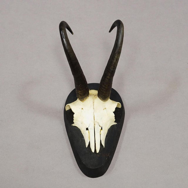 Set of Six Vintage Chamois Trophies on Wooden Plaques, Germany Ca. 1980s For Sale - Image 6 of 7