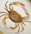 A cheerful hand-painted crab artwork, created with beautiful attention to detail by our master artists. Painted using...