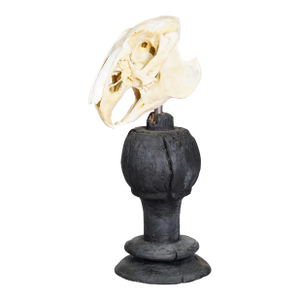 Antique Real Skull of a Rabbit, Germany Ca. 1900s
