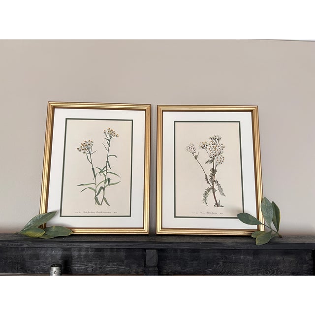 This is a beautiful set of 2 original vintage botanical wild flower prints that were published in 1953 Whether you want to...