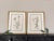 This is a beautiful set of 2 original vintage botanical wild flower prints that were published in 1953 Whether you want to...