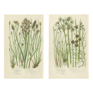 Anne Pratt, Sea Spleenwort and Green Spleenwort Ferns, 1873, Prints, Set of 2 For Sale